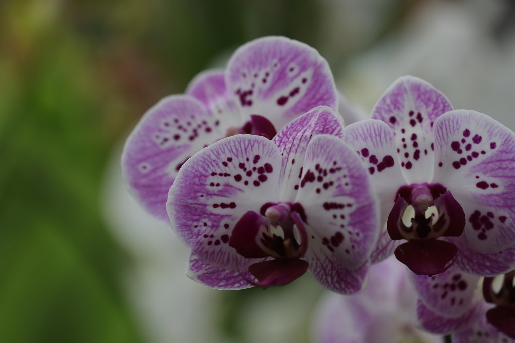 574B2255.JPG -  Orchid  exhibition at the  Palmengarten   Frankfurt 