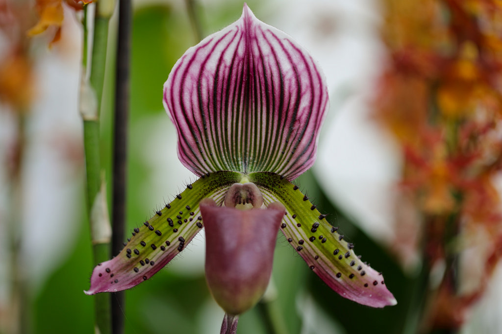 574B2262_c.jpg -  Orchid  exhibition at the  Palmengarten   Frankfurt 