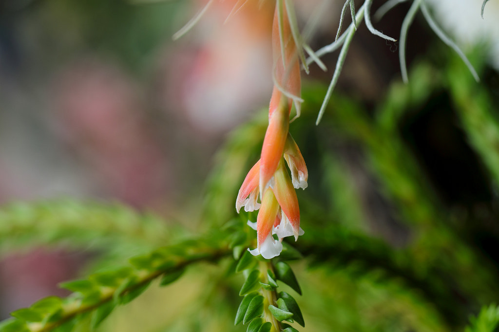 574B2264_c.jpg -  Orchid  exhibition at the  Palmengarten   Frankfurt 
