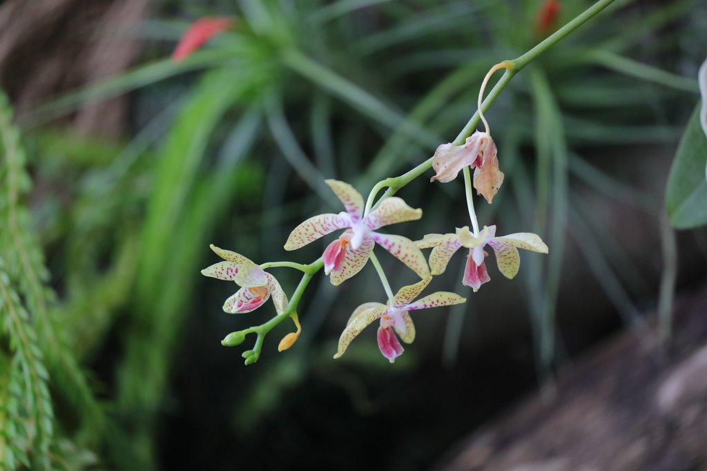 574B2268.JPG -  Orchid  exhibition at the  Palmengarten   Frankfurt 