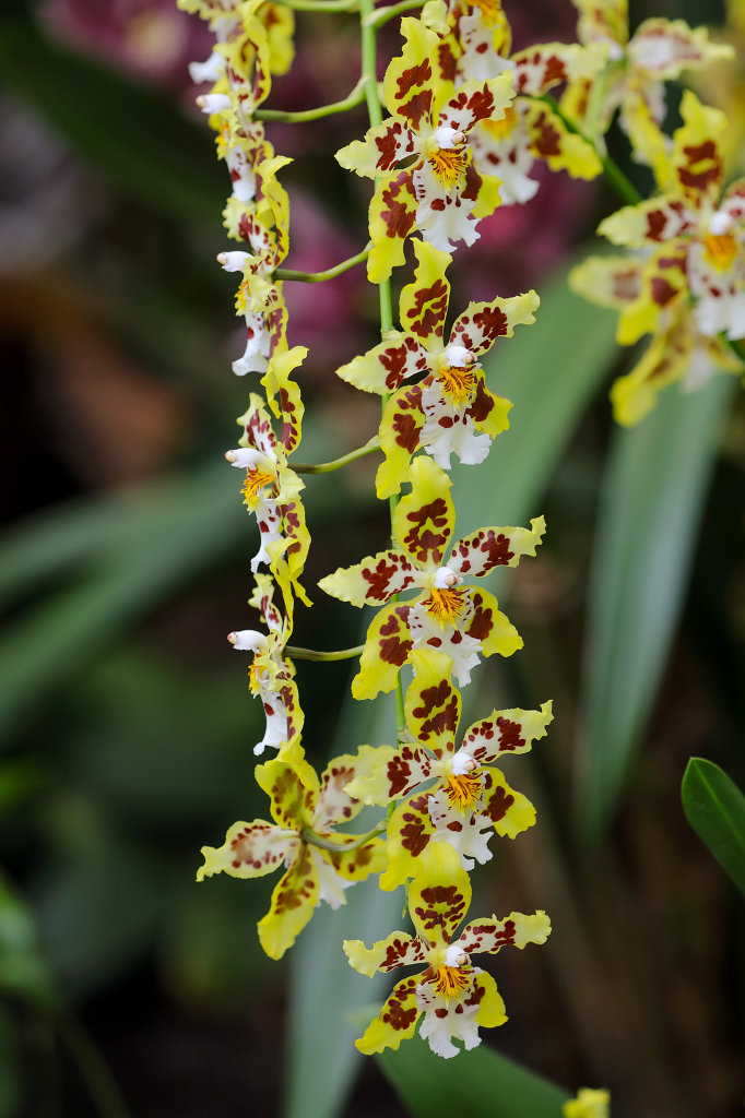 574B2271_c.jpg -  Orchid  exhibition at the  Palmengarten   Frankfurt 