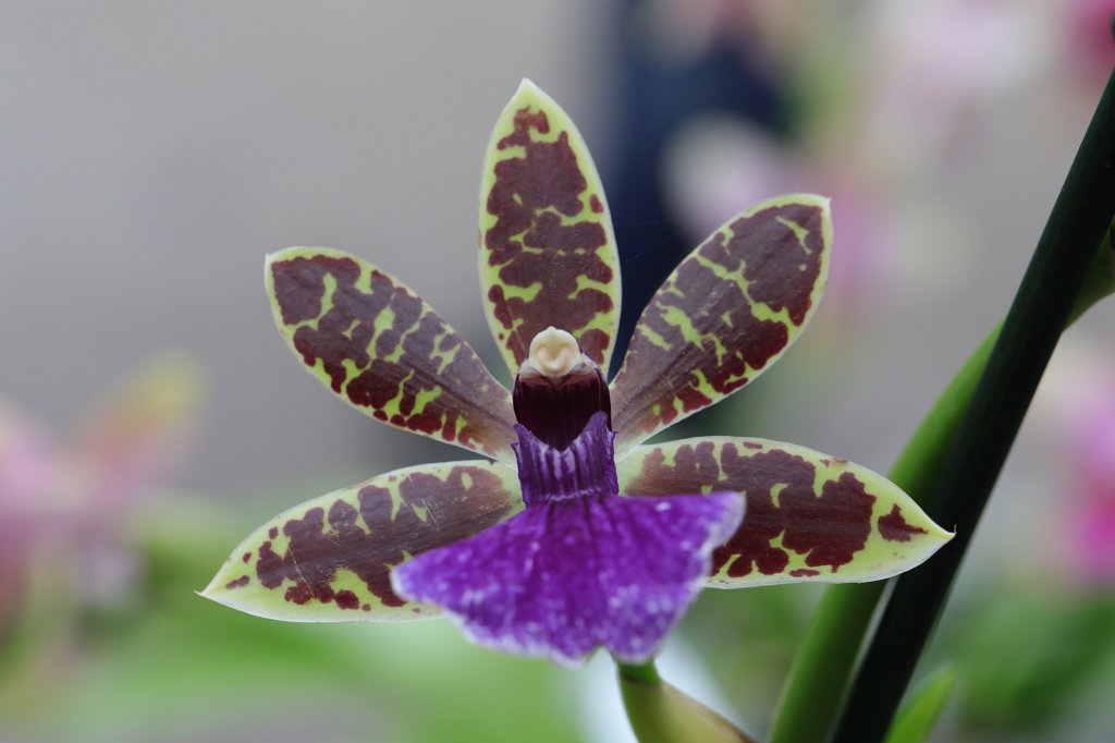 574B2277.JPG -  Orchid  exhibition at the  Palmengarten   Frankfurt 