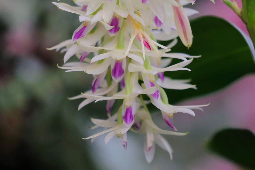 574B2281_c.jpg -  Orchid  exhibition at the  Palmengarten   Frankfurt 