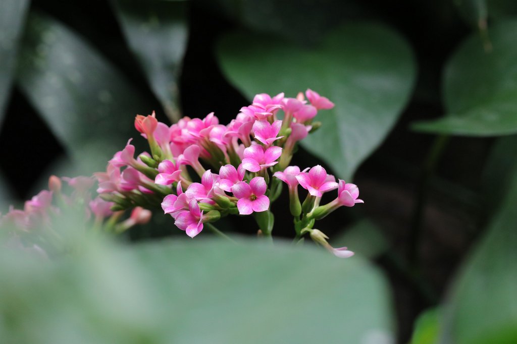574B2296.JPG - Flower in the  Palmengarten  in  Frankfurt 