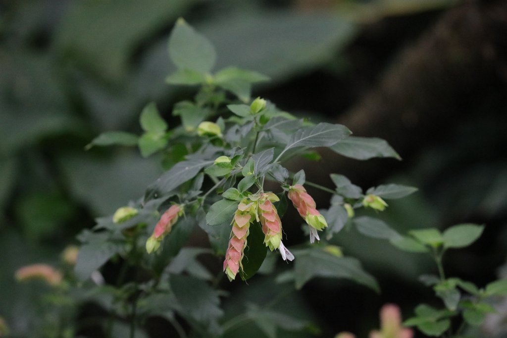 574B2301.JPG -  Justicia brandegeeana  (Zimmerhopfen)