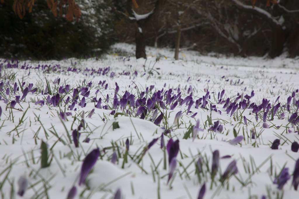 574B2310_c.jpg - Snow covered  crocus  meadow in the  Palmengarten 