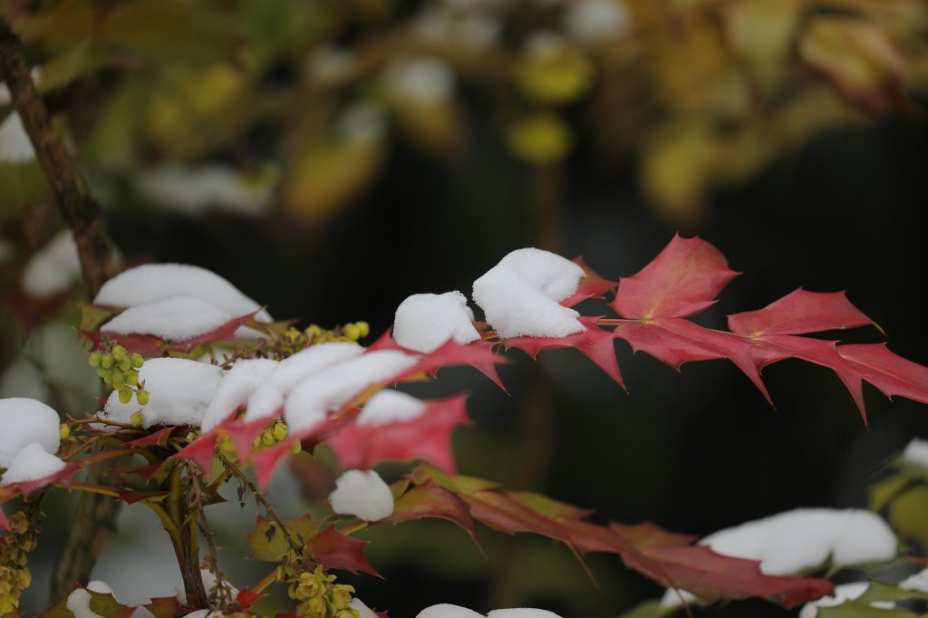 574B2316.JPG - Snow in the  Palmengarten 