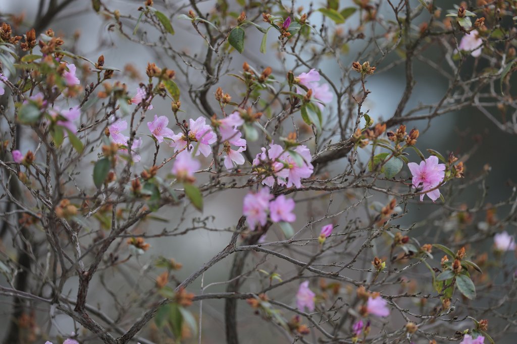 574B2317.JPG - Flowers in the  Palmengarten 