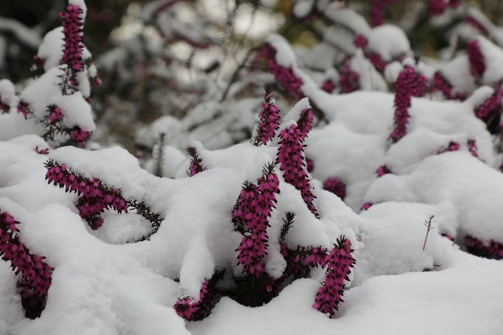 574B2324.JPG -  Erica  in the snow