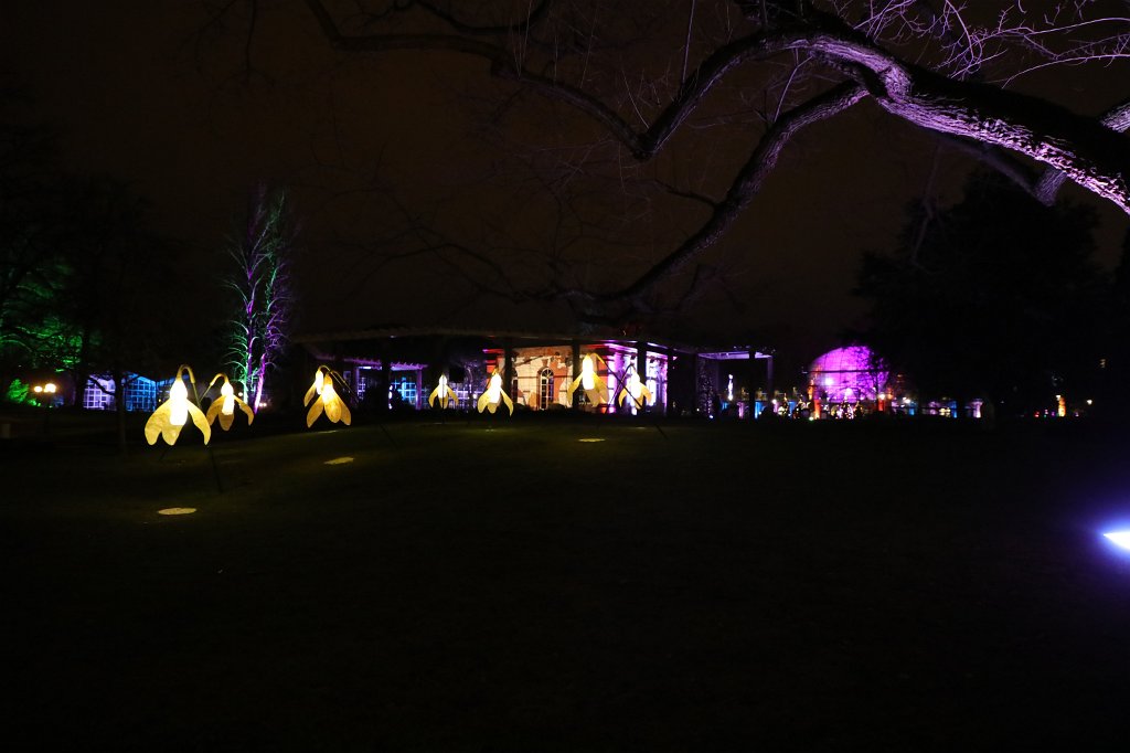 574B0987.JPG - Winterlichter im  Palmengarten 