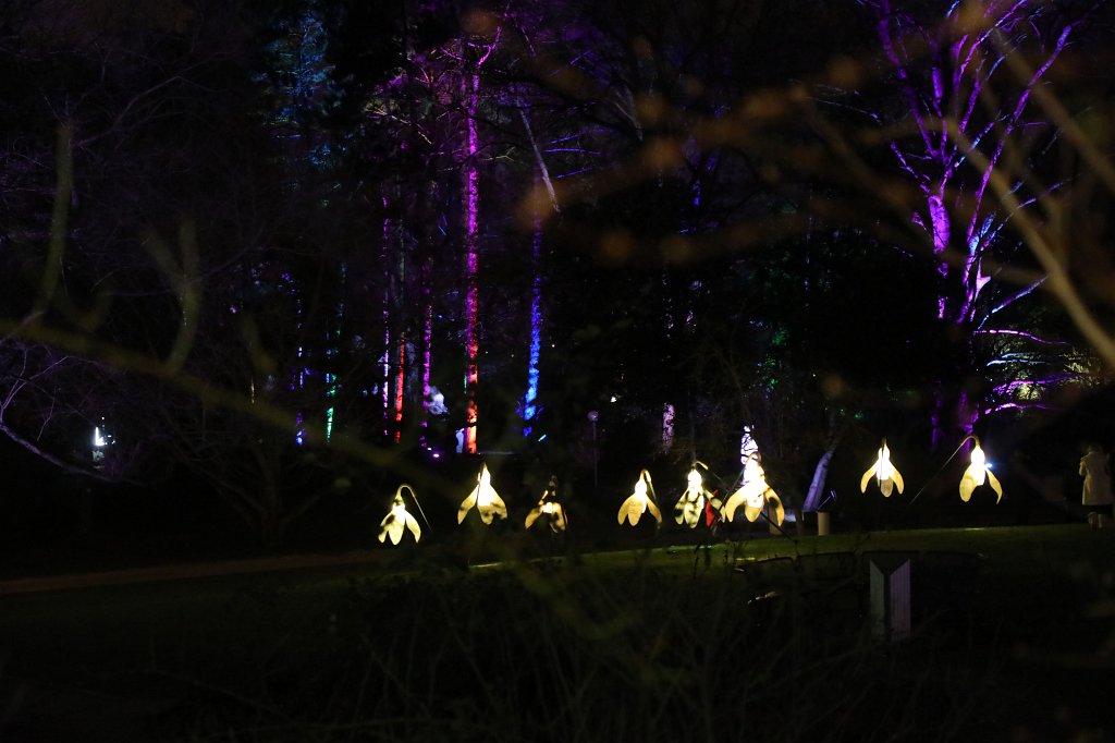 574B1000.JPG - Winterlichter im  Palmengarten 