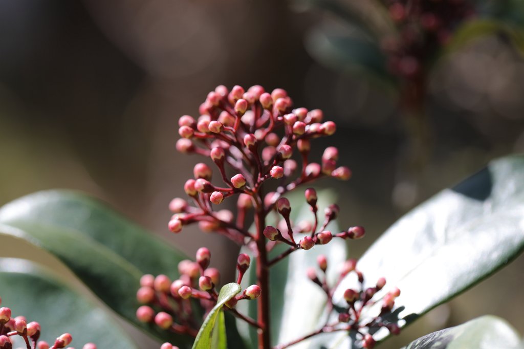 574B2485.JPG -  Japanese skimmia  ( Skimmia japonica )