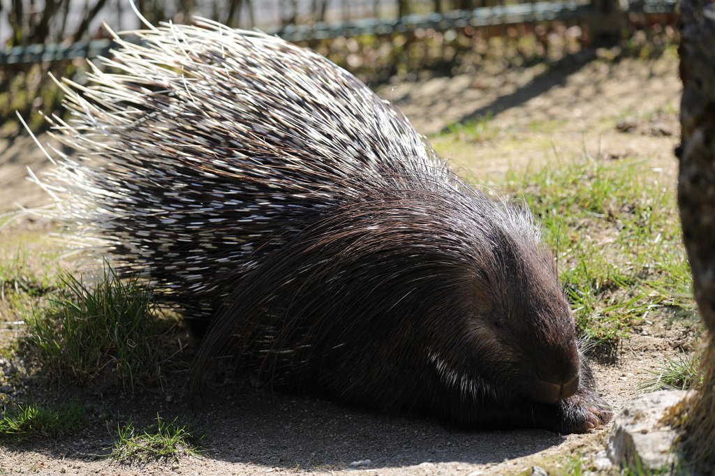 574B2511.JPG -  Old World porcupine  ( Stachelschwein )