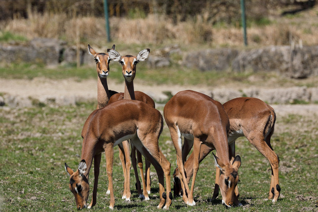 574B2530_c.jpg -  Impala 