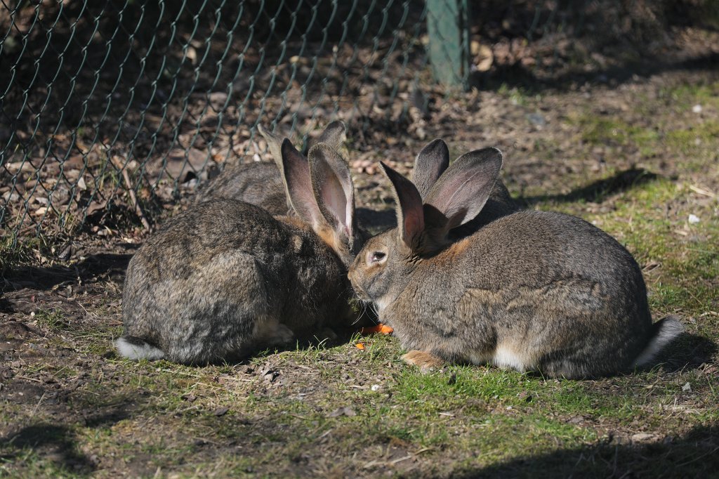574B2555.JPG -  Flemish Giant rabbit  ( Riesenkaninchen )