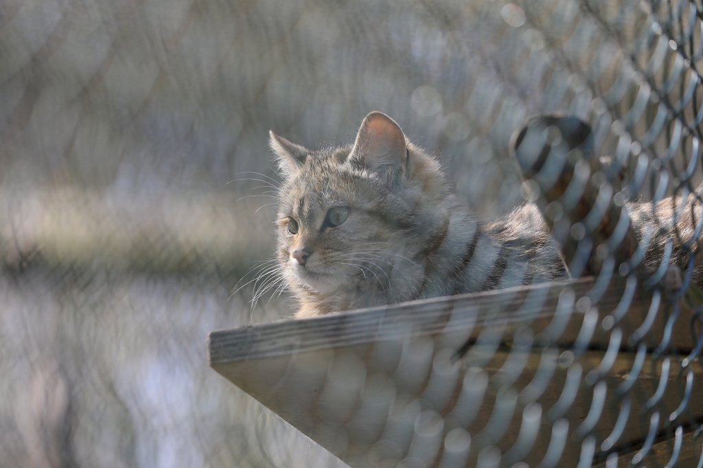 574B2600.JPG -  Wildcat  ( Wildkatze )