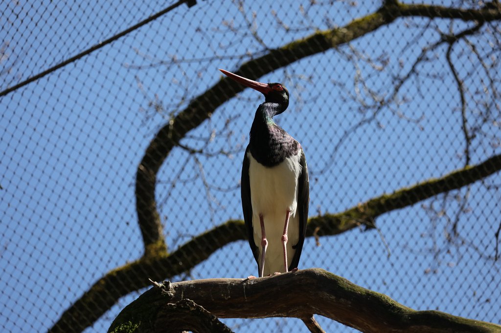 574B2607.JPG -  Black stork  ( Schwarzstorch )