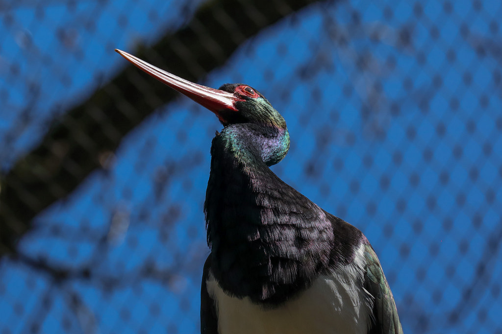 574B2608_c.jpg -  Black stork  ( Schwarzstorch )