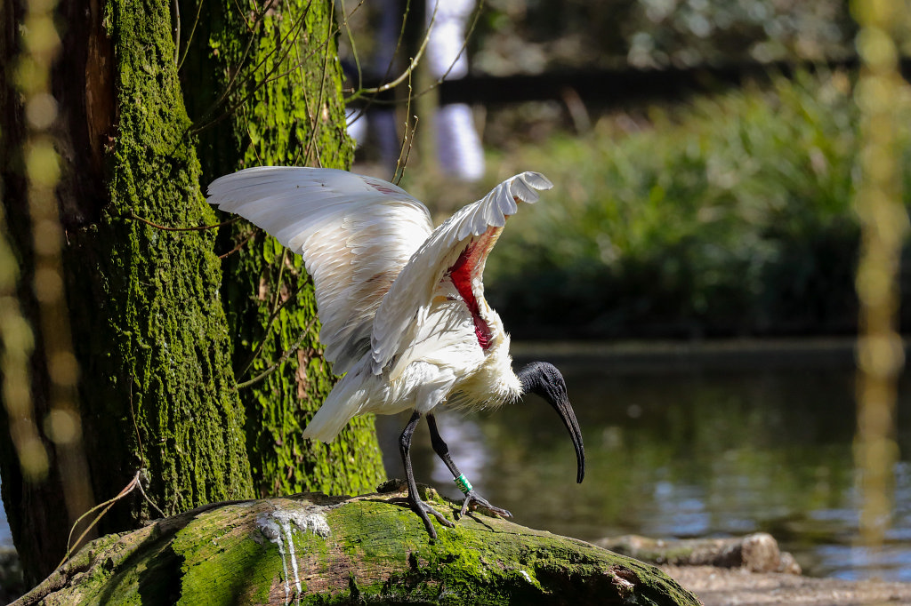 574B2610_c.jpg -  Black-headed ibis  ( Schwarzkopfibis )