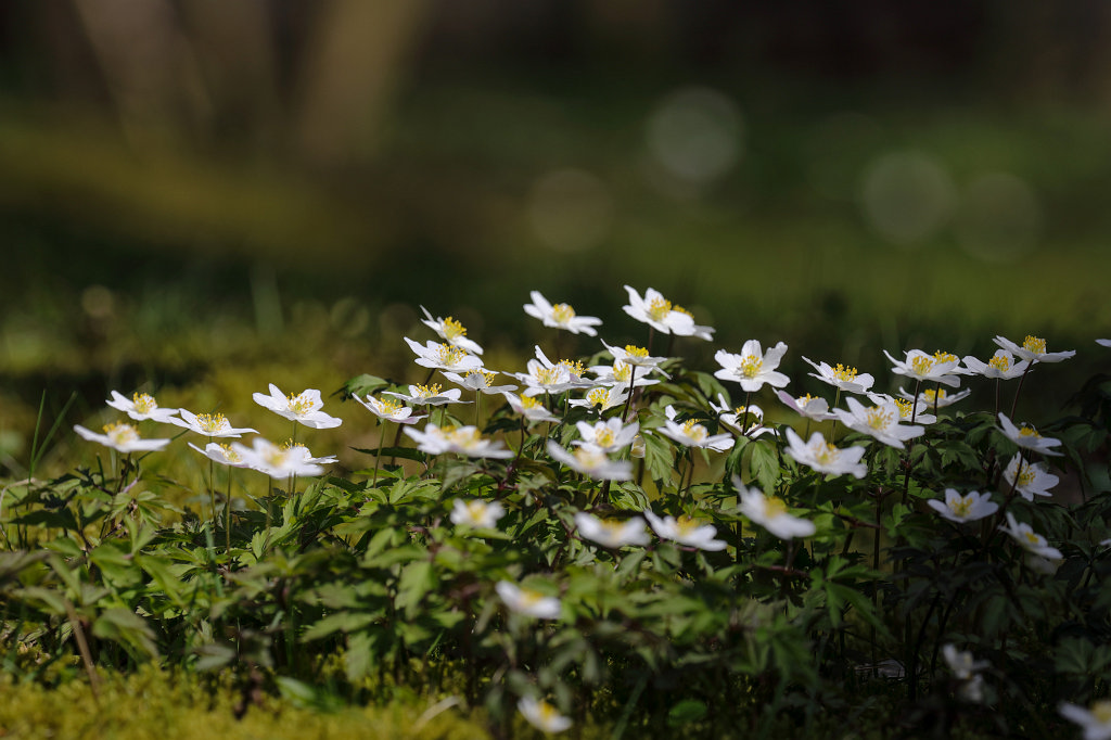 574B2612_c1.jpg -  Anemone  ( Windröschen )