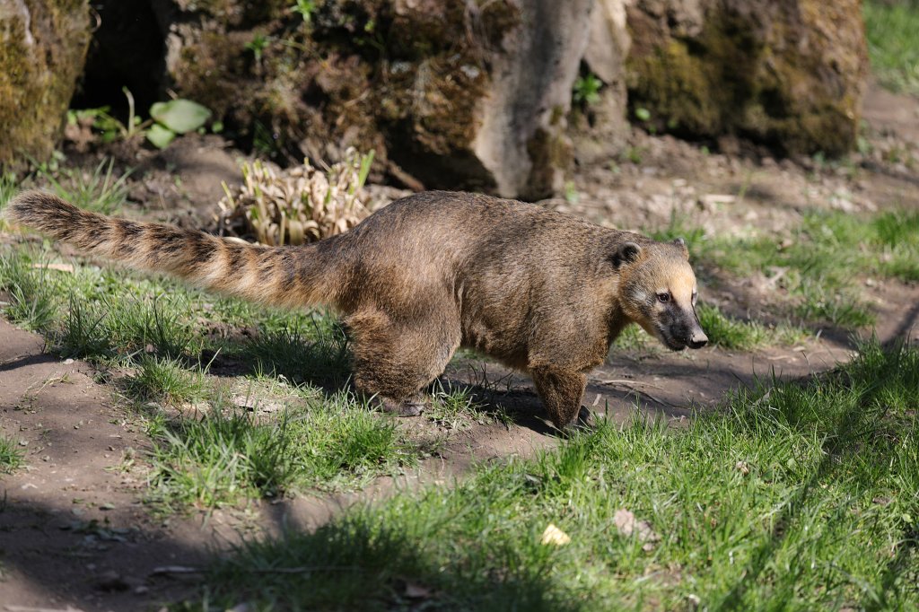 574B2614.JPG -  Nasua  ( Nasenbär )