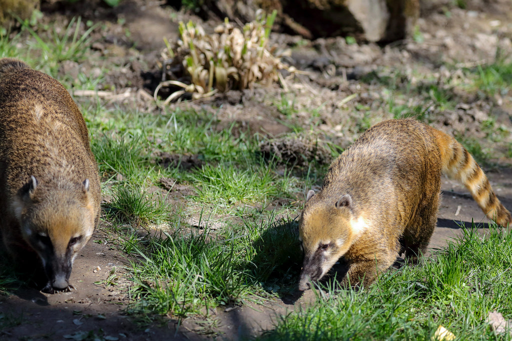 574B2630_c.jpg -  Nasua  ( Nasenbär )