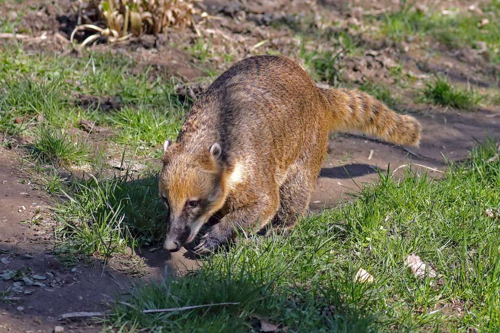 574B2636_c.jpg -  Nasua  ( Nasenbär )