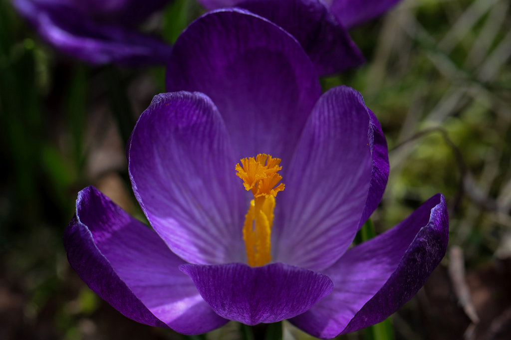 574B2468_c.jpg -  Crocus 