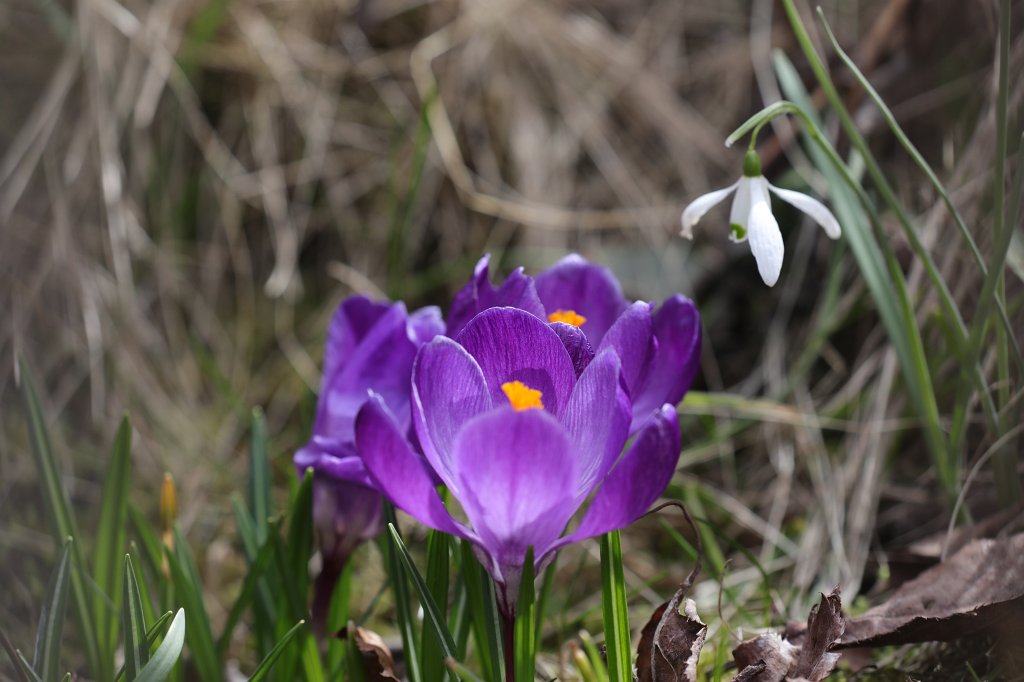 574B2474.JPG -  Crocus 