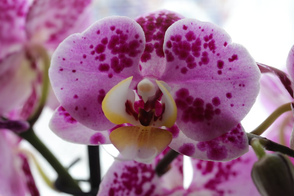 574B2476.JPG - Orchid