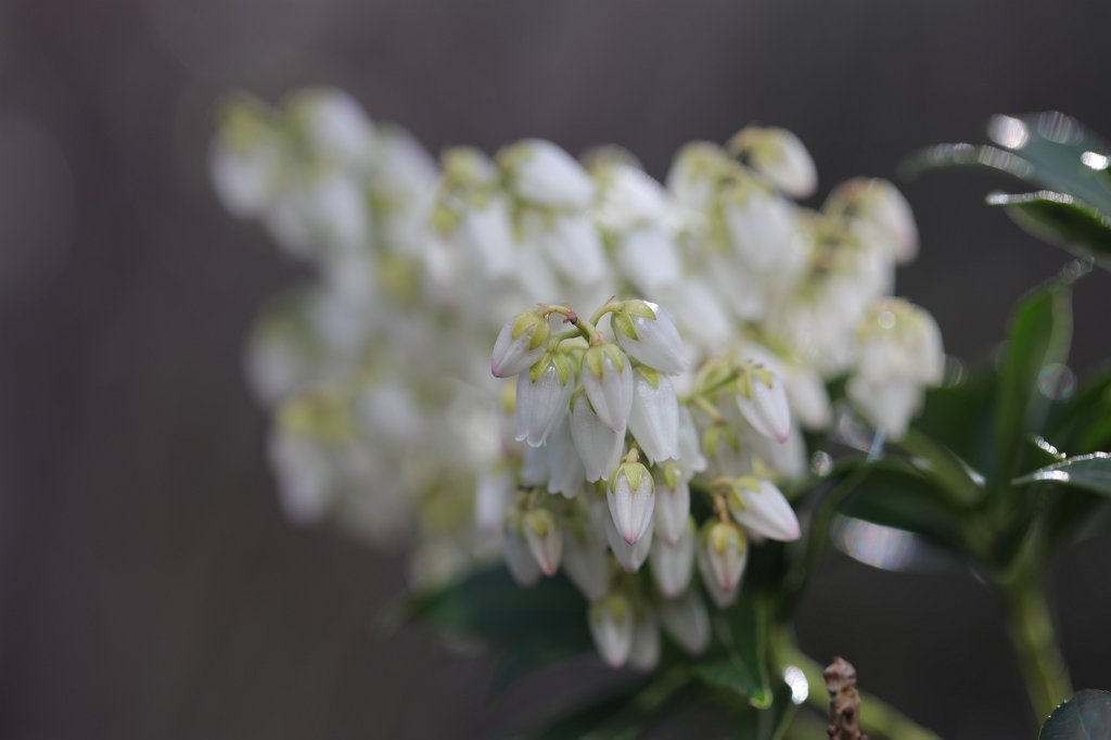 574B2717.JPG -  Pieris japonica  ( Japanische Lavendelheide )
