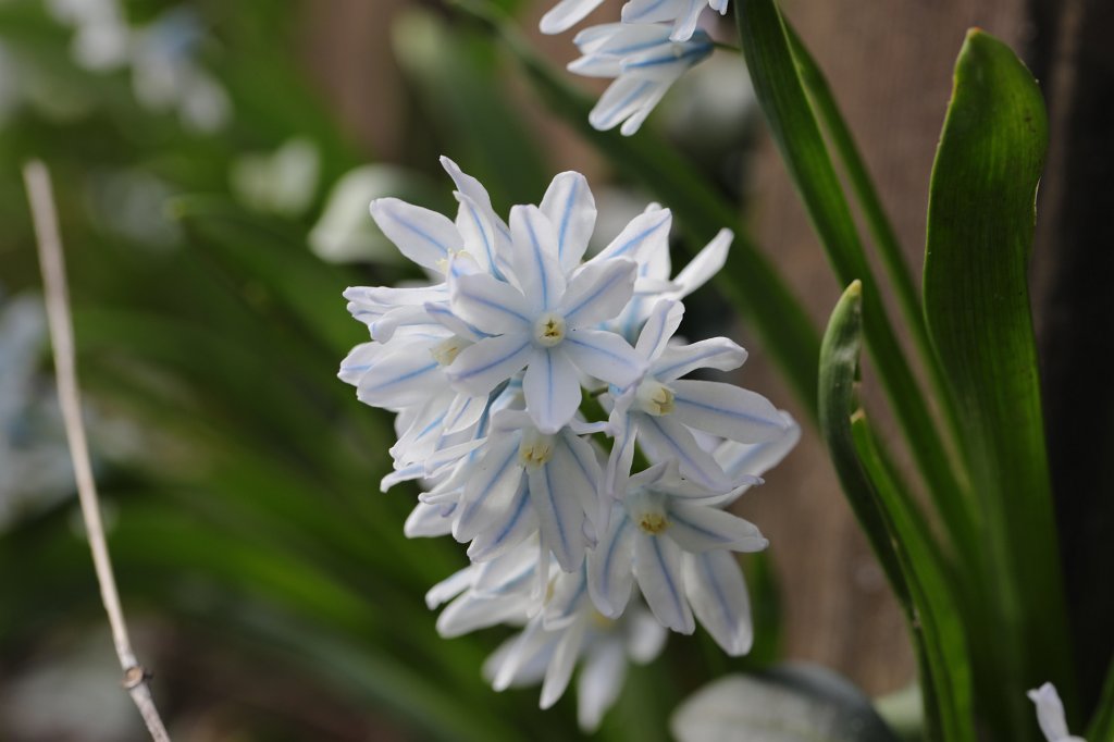 574B2759.JPG -  Puschkinia scilloides  ( Puschkinie )