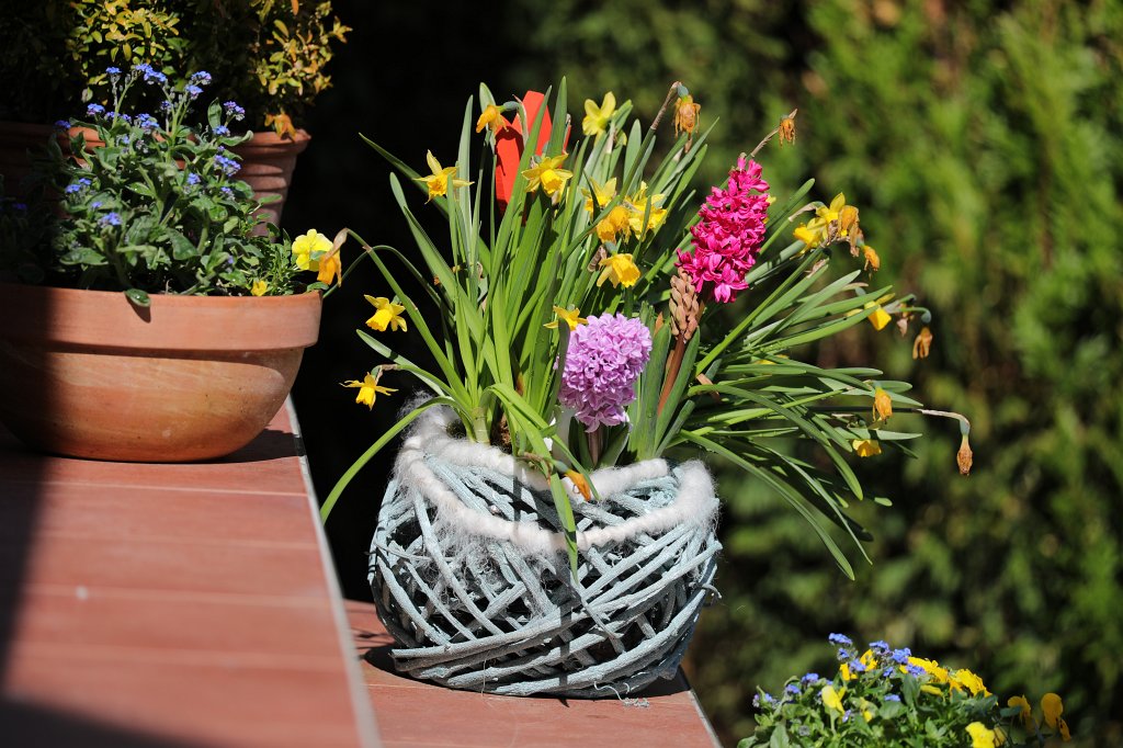 574B2765.JPG - Garden flowers