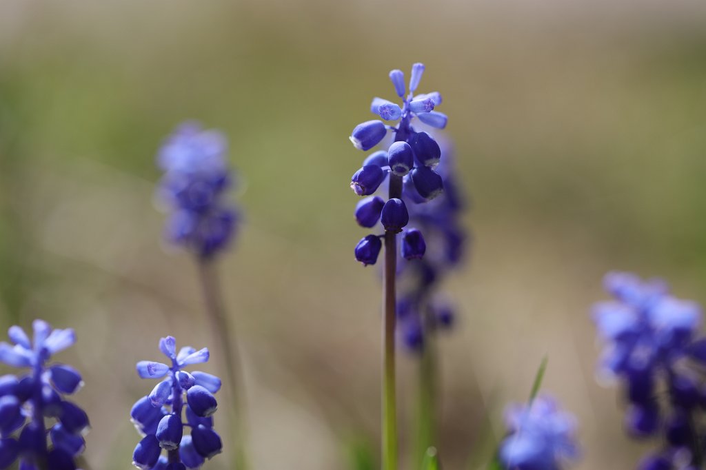 574B2771.JPG -  Grape hyacinth  ( Traubenhyazinthen )