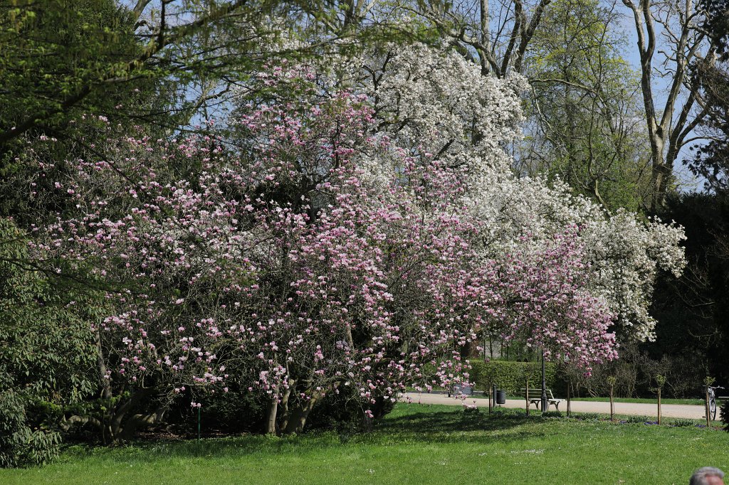 574B2817.JPG - Blühender  Kurpark Bad Homburg 