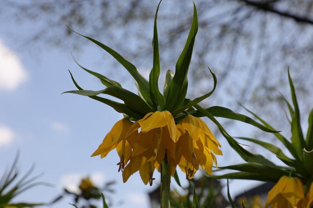 574B2823.JPG -  Crown imperial  ( Kaiserkrone )