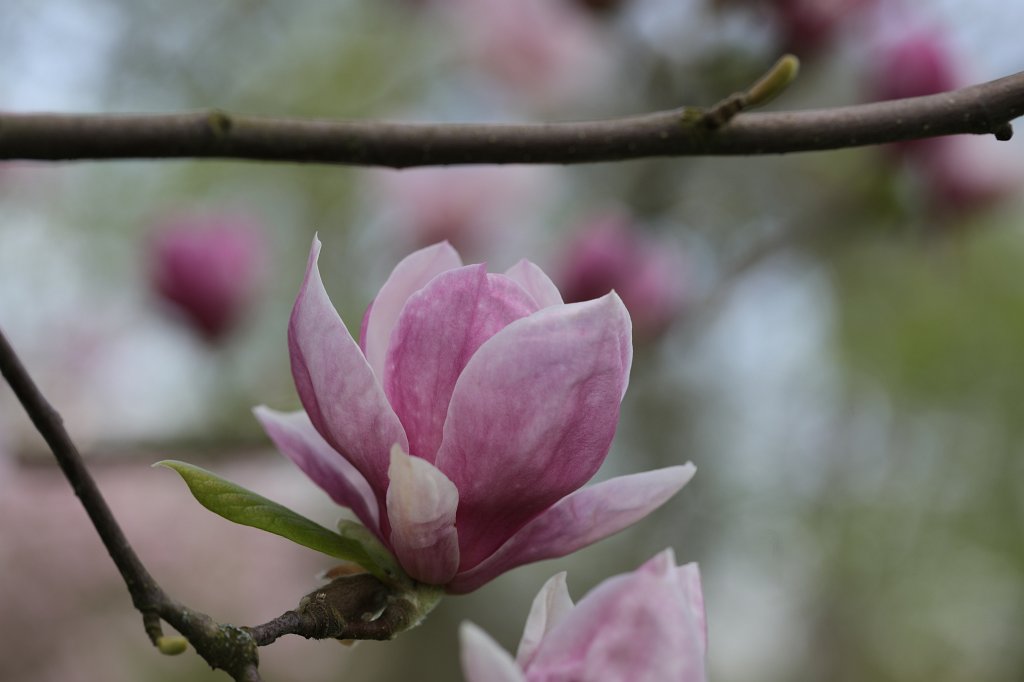 574B2832.JPG -  Magnolia  ( Magnolie )