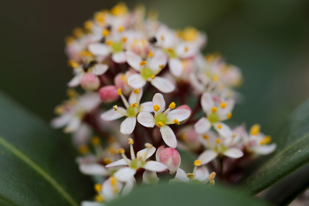 574B2842_c.jpg -  Skimmia japonica  ( Skimmia japonica )