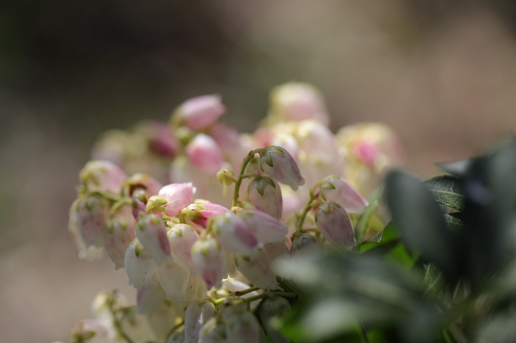 574B2854.JPG -  Pieris japonica  ( Japanische Lavendelheide )