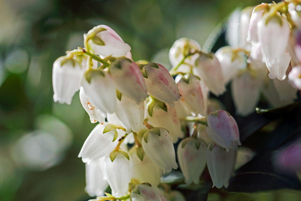 574B2863_c.jpg -  Pieris japonica  ( Japanische Lavendelheide )