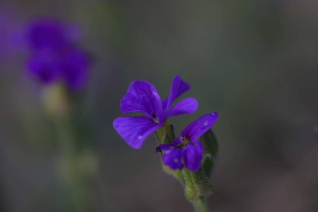 574B2876.JPG - Blaukissen