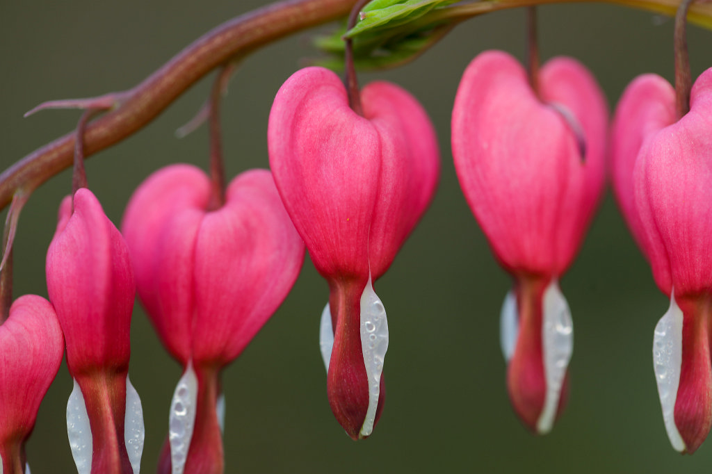 574B2877_c1.jpg -  Bleeding heart  ( Tränendes Herz )