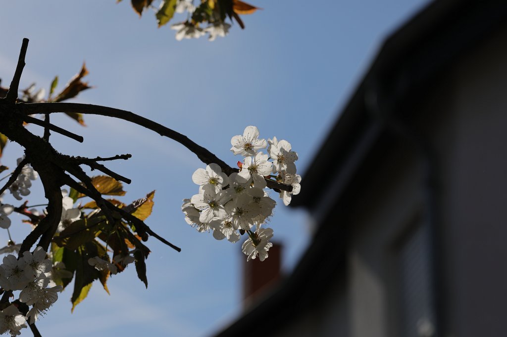 574B2879.JPG -  Cherry  flowers ( Kirschblüte )