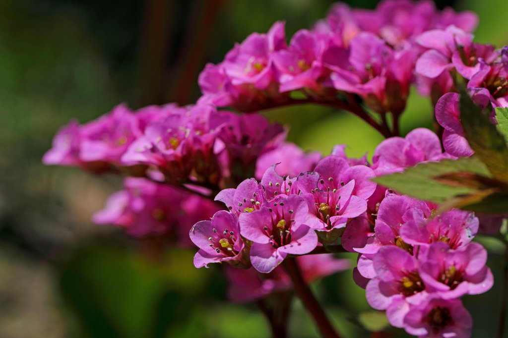 574B2884_c1.jpg -  Bergenia  ( Bergenien )