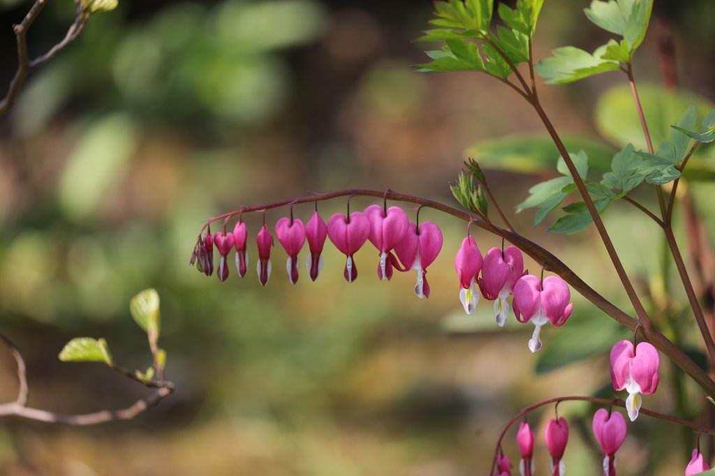 574B2902.JPG -  Bleeding heart  ( Tränendes Herz )