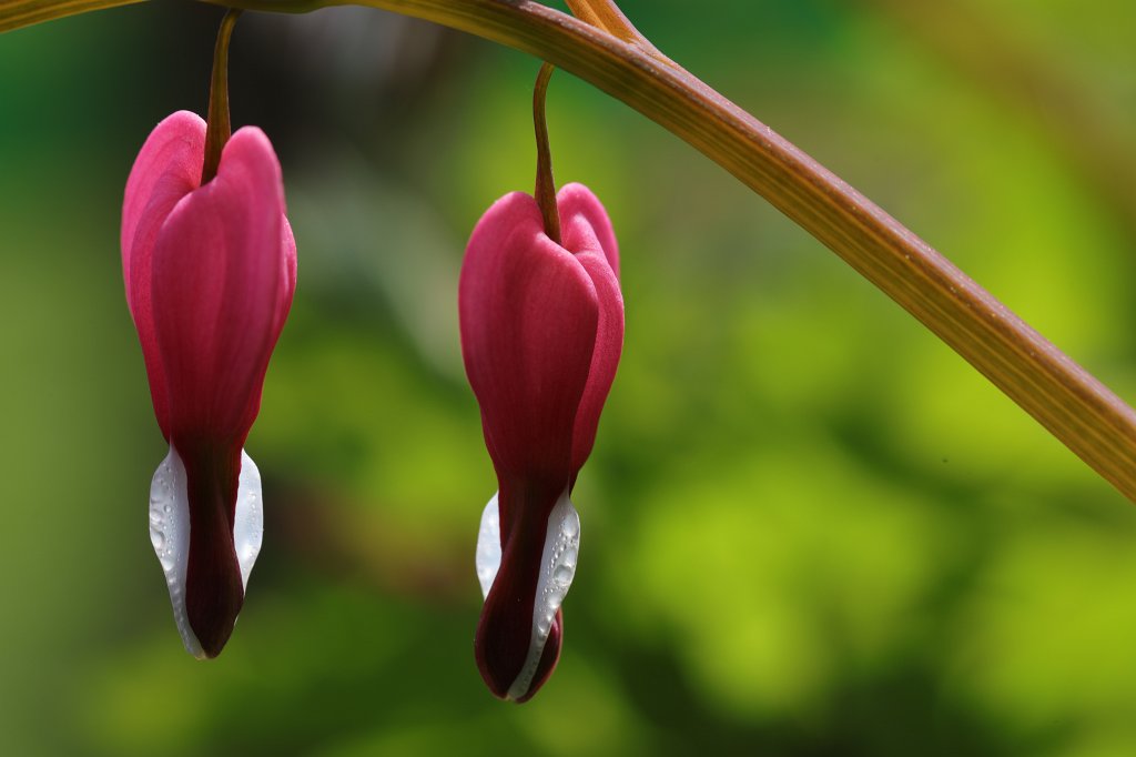 574B2930.JPG -  Bleeding heart  ( Tränendes Herz )