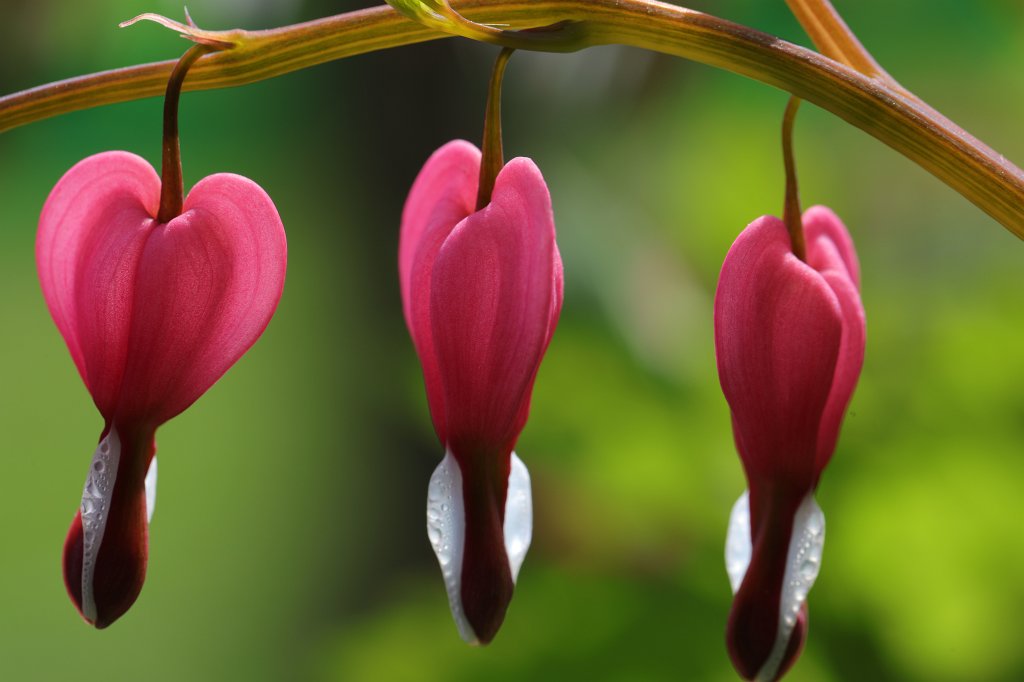 574B2931.JPG -  Bleeding heart  ( Tränendes Herz )