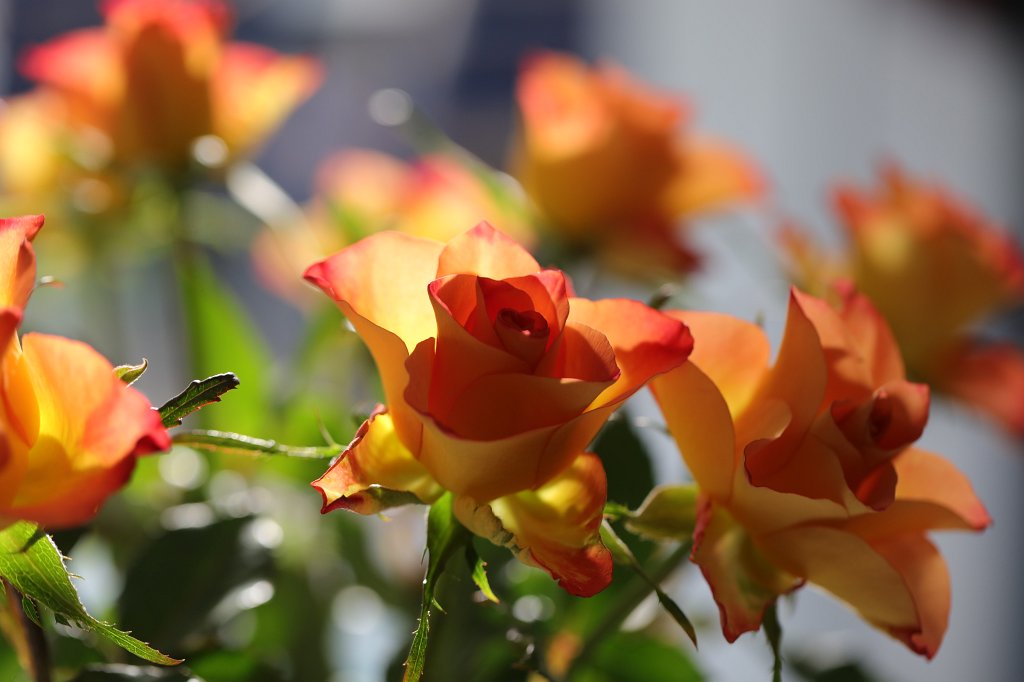 574B2945.JPG - Rose bouquet