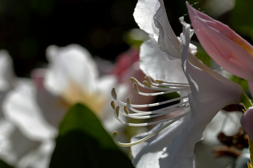 574B2967_c.jpg -  Rhododendron 