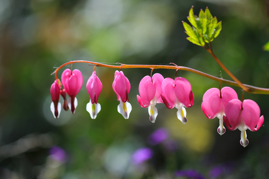 574B2983_c.jpg -  Bleeding heart  ( Tränendes Herz )